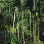 The Quest for El Dorado: A Guide to the Treasure Hunt