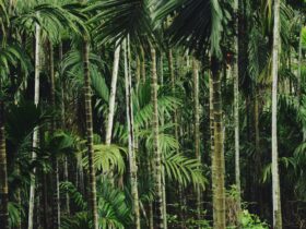 The Quest for El Dorado: A Guide to the Treasure Hunt