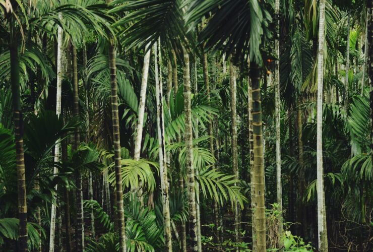 The Quest for El Dorado: A Guide to the Treasure Hunt
